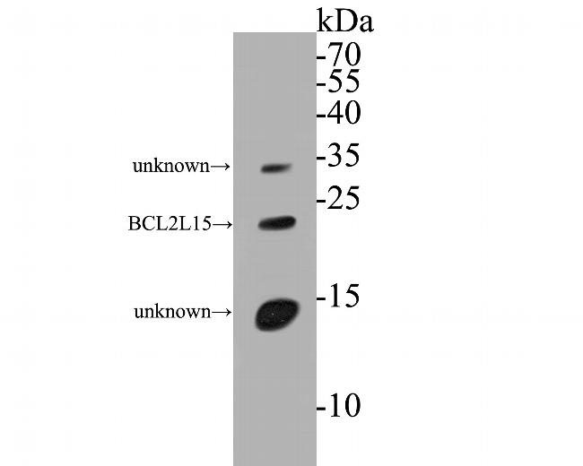 BCL2L15 Antibody in Western Blot (WB)