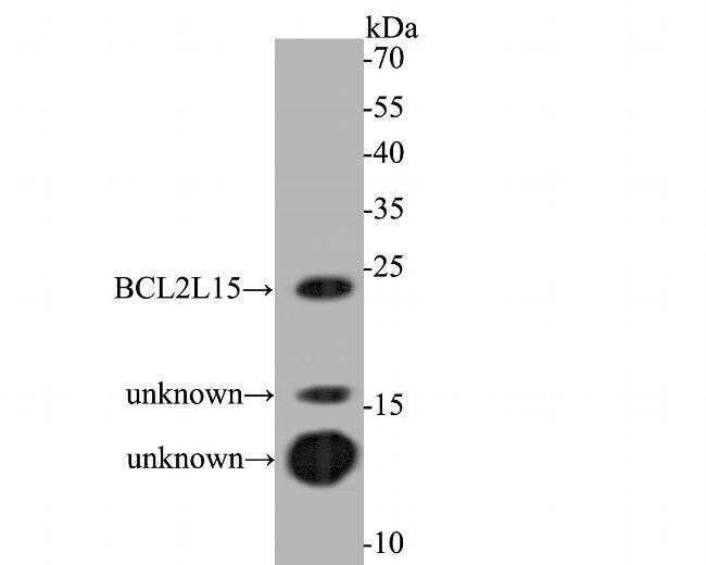 BCL2L15 Antibody in Western Blot (WB)