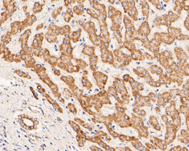 ZACN Antibody in Immunohistochemistry (Paraffin) (IHC (P))