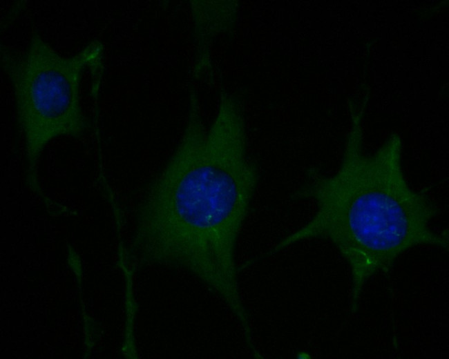 P2X1 Antibody in Immunocytochemistry (ICC/IF)