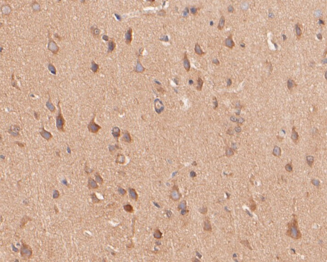 Kv2.2 Antibody in Immunohistochemistry (Paraffin) (IHC (P))