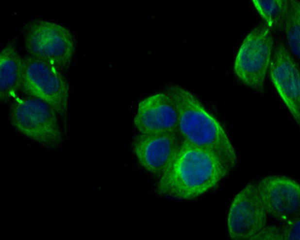 Follistatin Antibody in Immunocytochemistry (ICC/IF)