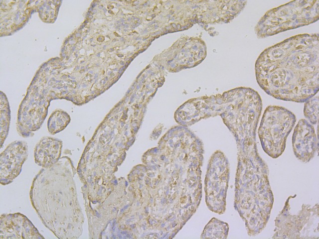 Follistatin Antibody in Immunohistochemistry (Paraffin) (IHC (P))