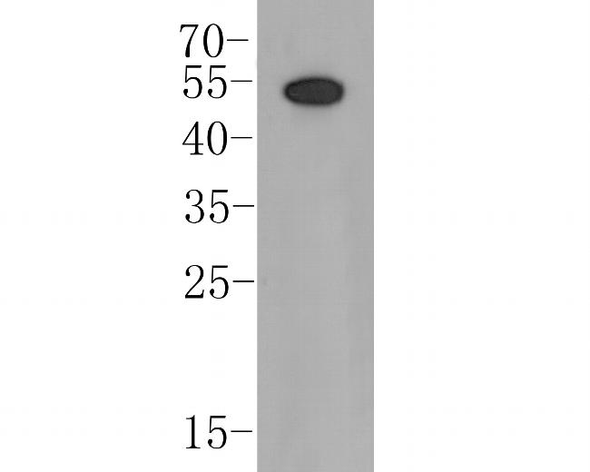 Follistatin Antibody in Western Blot (WB)