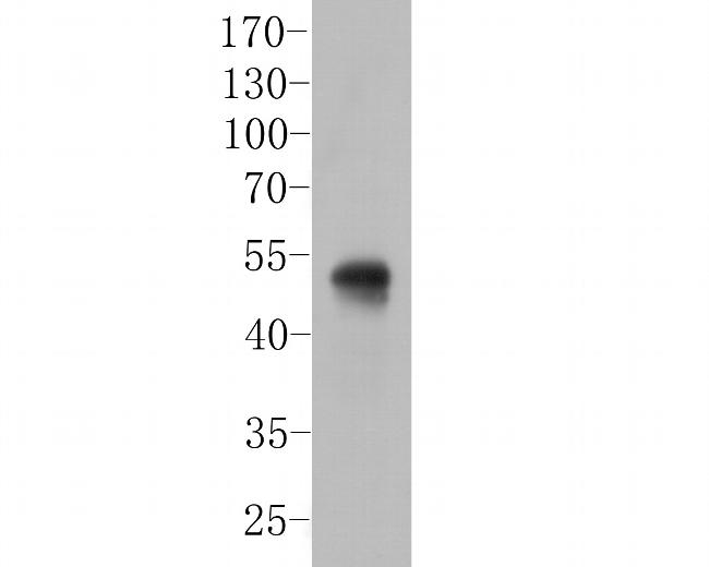 Follistatin Antibody in Western Blot (WB)