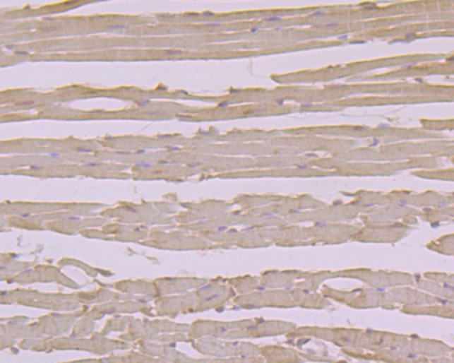 alpha Dystroglycan Antibody in Immunohistochemistry (Paraffin) (IHC (P))