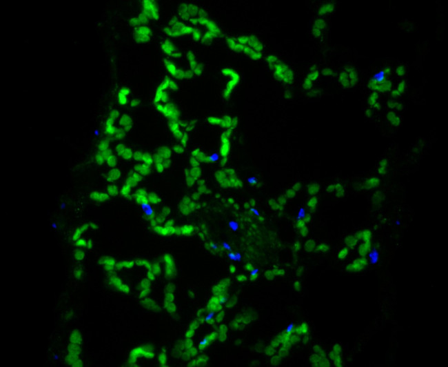 ECH Antibody in Immunohistochemistry (Paraffin) (IHC (P))