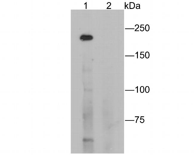 CD35 Antibody in Western Blot (WB)