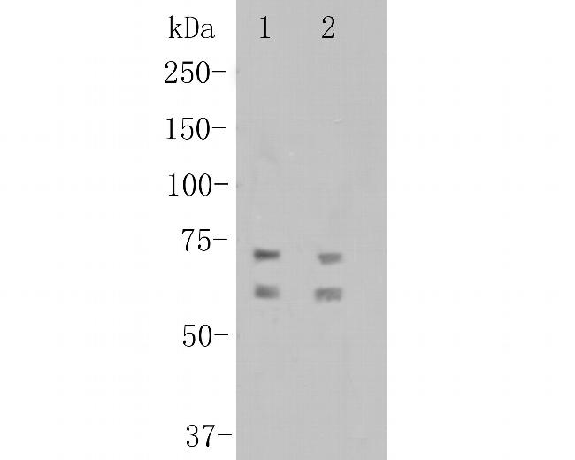 CNGA4 Antibody in Western Blot (WB)