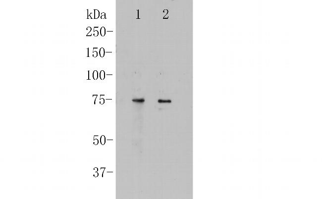 CNGA4 Antibody in Western Blot (WB)