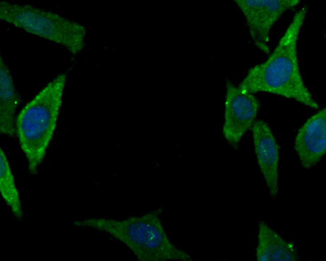 CACNG2 Antibody in Immunocytochemistry (ICC/IF)