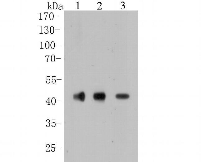 CACNG2 Antibody in Western Blot (WB)