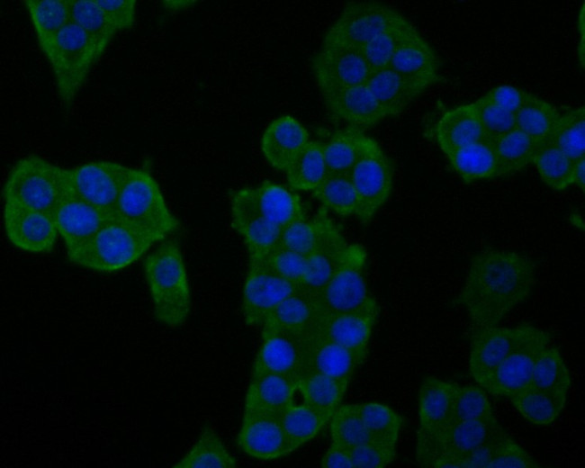 GM648 Antibody in Immunocytochemistry (ICC/IF)