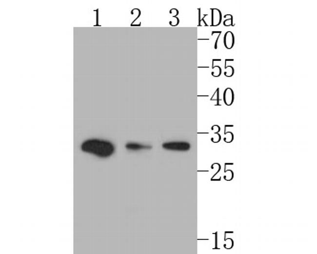 GM648 Antibody in Western Blot (WB)