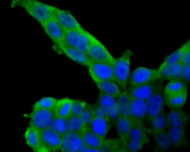 SDF1 Antibody in Immunocytochemistry (ICC/IF)