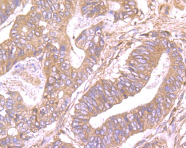 SDF1 Antibody in Immunohistochemistry (Paraffin) (IHC (P))