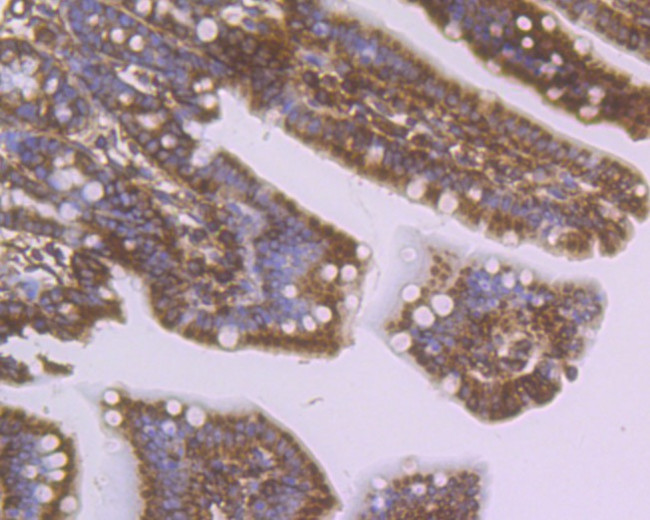 SDF1 Antibody in Immunohistochemistry (Paraffin) (IHC (P))