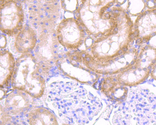 SDF1 Antibody in Immunohistochemistry (Paraffin) (IHC (P))