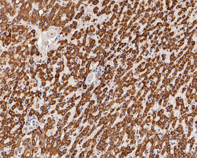 KCNK9 Antibody in Immunohistochemistry (Paraffin) (IHC (P))