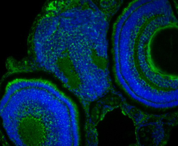 YARS2 Antibody in Immunohistochemistry (Paraffin) (IHC (P))