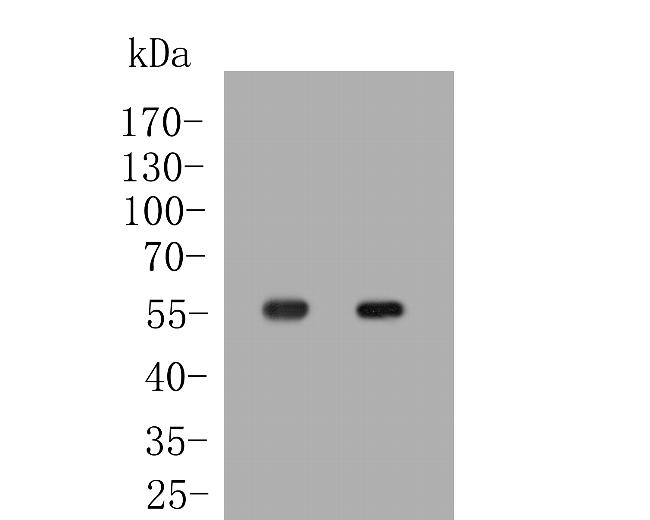 OXPAT Antibody in Western Blot (WB)