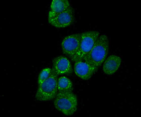 CEACAM6 Antibody in Immunocytochemistry (ICC/IF)