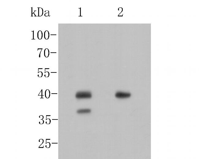 Nkx2.1 Antibody in Western Blot (WB)