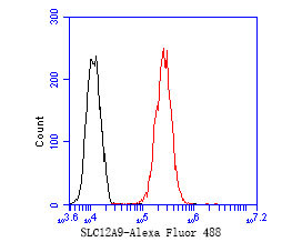 SLC12A9 Antibody in Flow Cytometry (Flow)