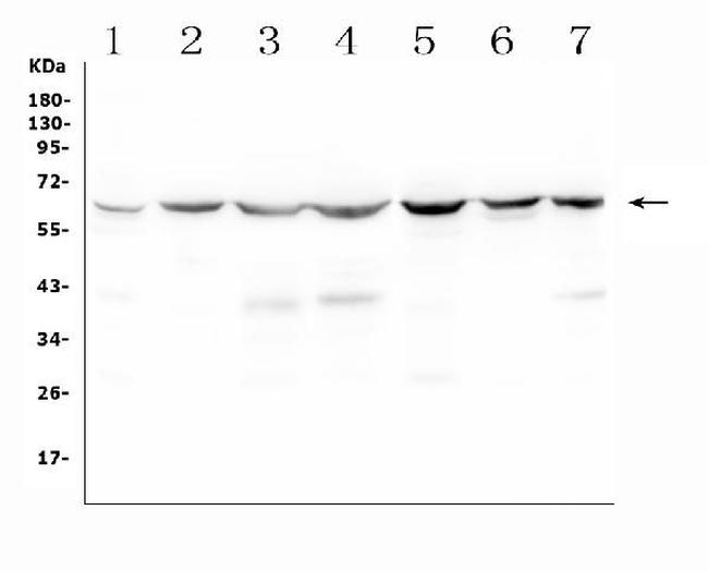 C9ORF72 Antibody in Western Blot (WB)