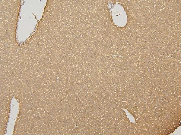 CYP2C19 Antibody in Immunohistochemistry (Paraffin) (IHC (P))