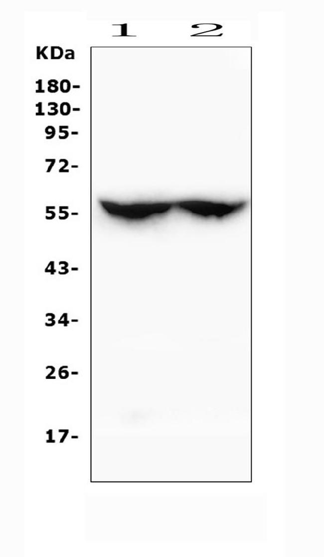 CYP2C19 Antibody in Western Blot (WB)