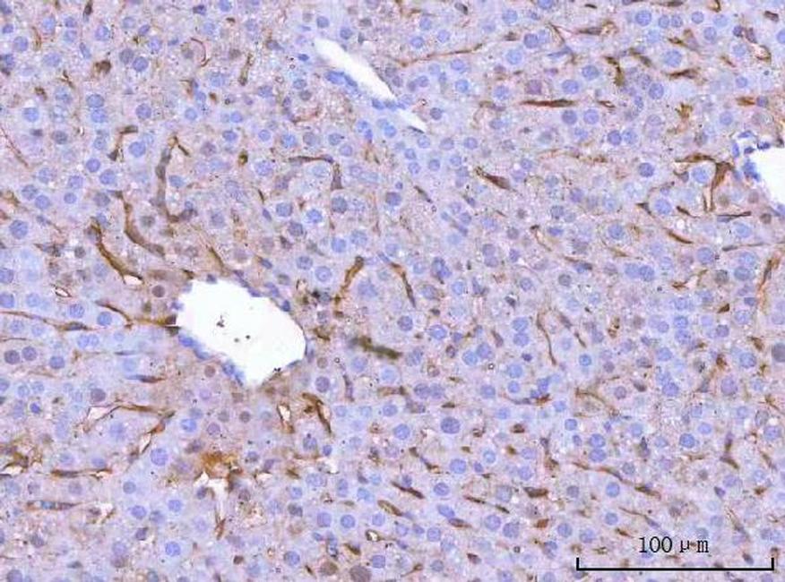 MRC1 Antibody in Immunohistochemistry (Paraffin) (IHC (P))