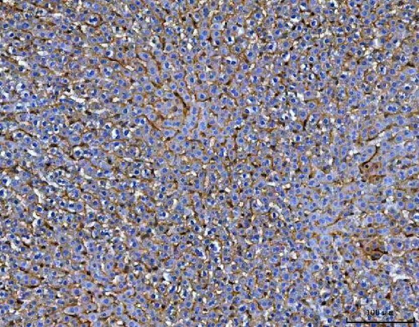 MRC1 Antibody in Immunohistochemistry (Paraffin) (IHC (P))