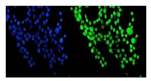 NUP214 Antibody in Immunocytochemistry (ICC/IF)