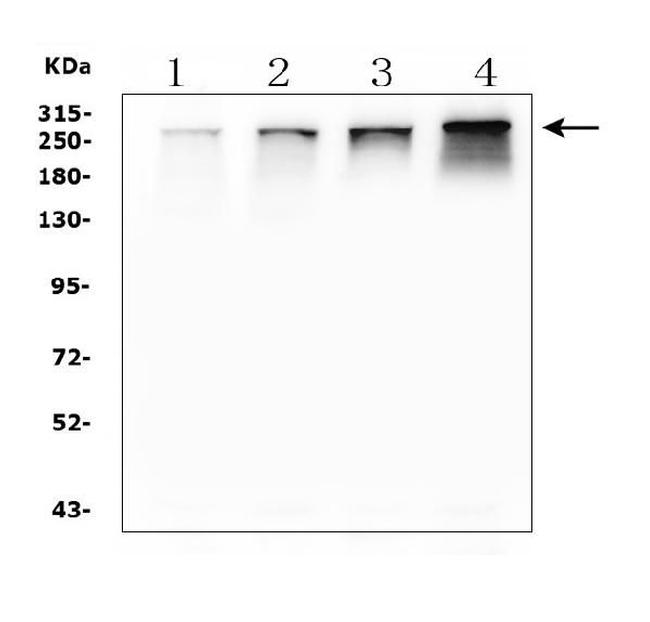 NUP214 Antibody in Western Blot (WB)