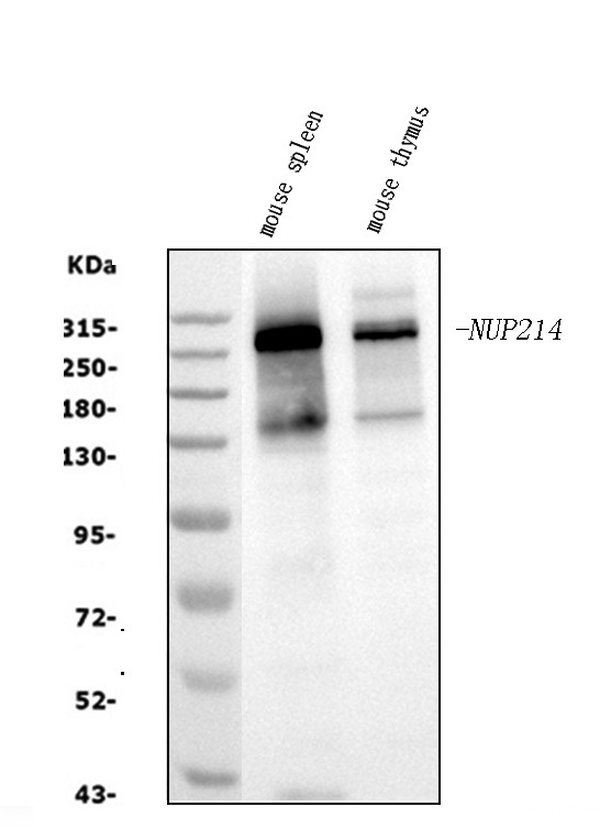 NUP214 Antibody in Western Blot (WB)