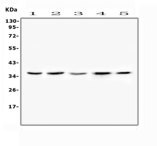 FRZB Antibody in Western Blot (WB)