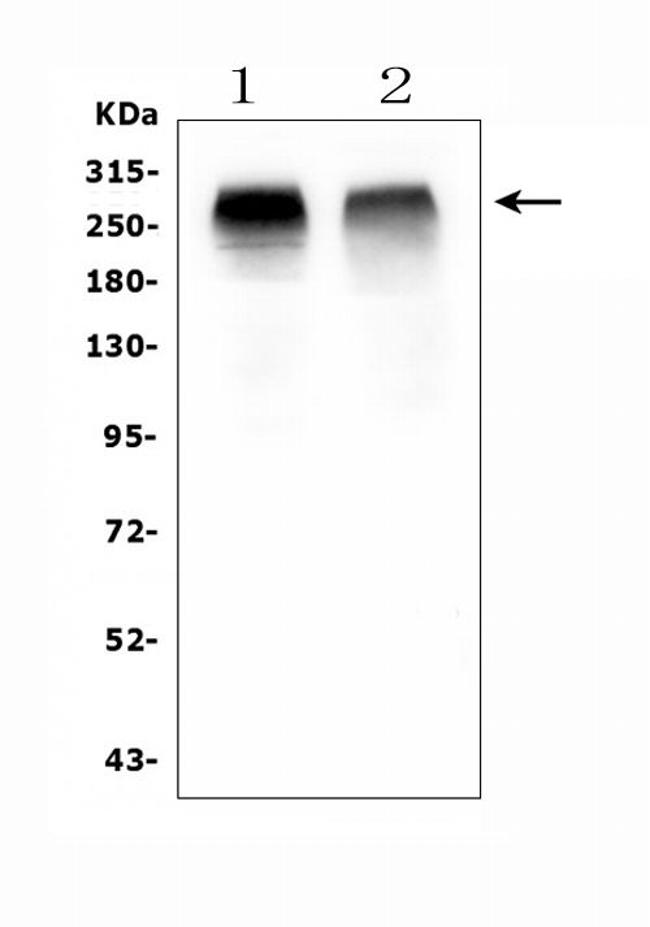 ACACB Antibody in Western Blot (WB)