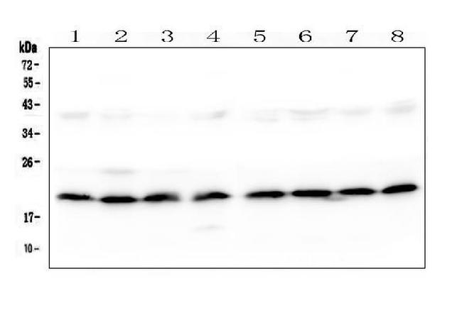 SKA2 Antibody in Western Blot (WB)