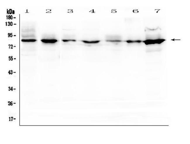 SEMA3B Antibody in Western Blot (WB)