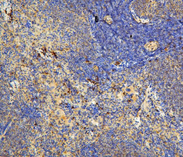 IL-31 Antibody in Immunohistochemistry (Paraffin) (IHC (P))