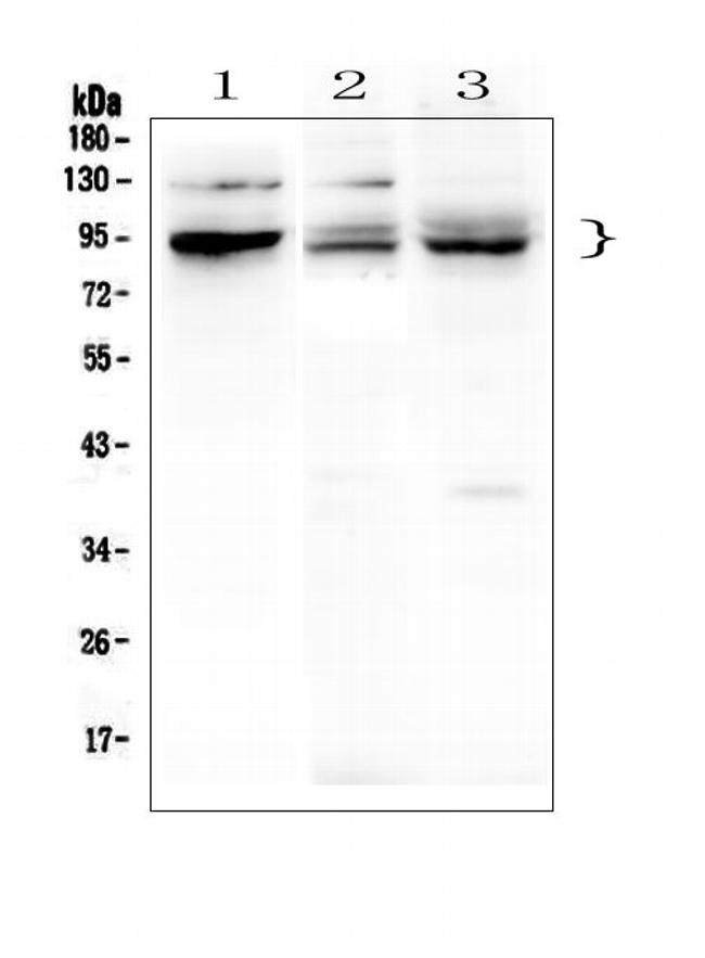 PHF21A Antibody in Western Blot (WB)