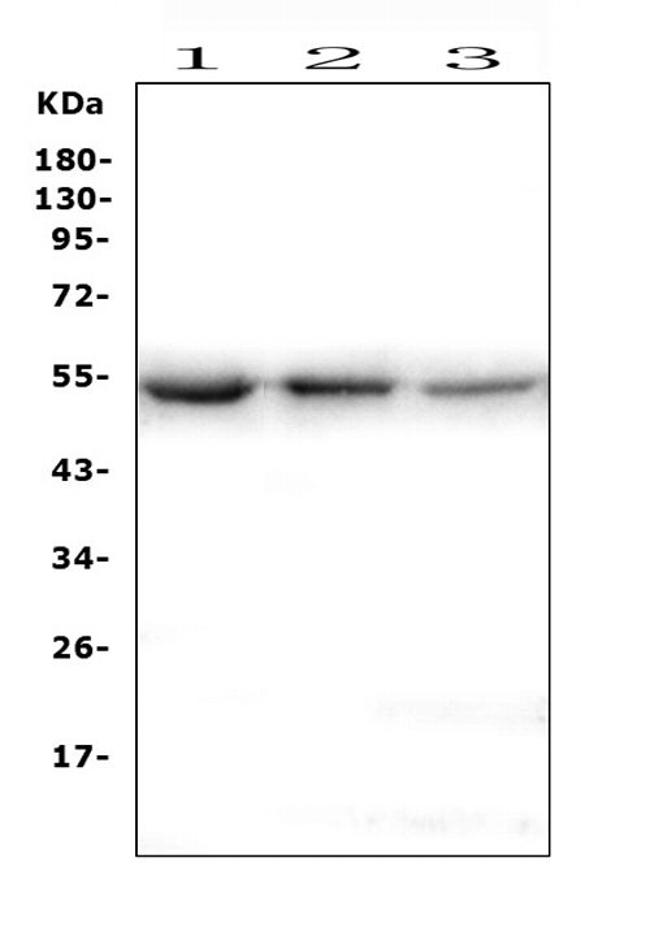 ONECUT2 Antibody in Western Blot (WB)