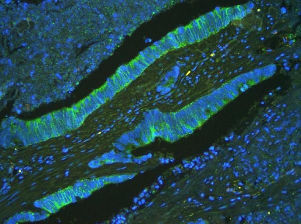 ATP5G1/2/3 Antibody in Immunocytochemistry (ICC/IF)