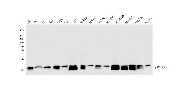 ATP5G1/2/3 Antibody in Western Blot (WB)