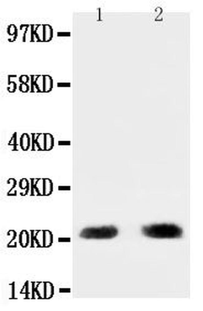 PUMA alpha Antibody in Western Blot (WB)