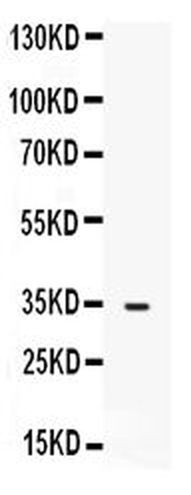 FGF23 Antibody in Western Blot (WB)