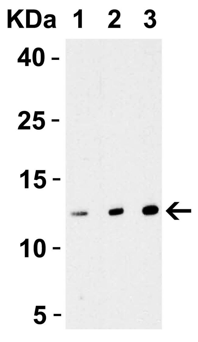 Strep Tag Antibody in Western Blot (WB)