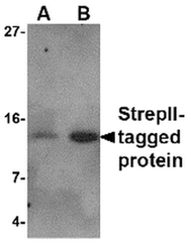 Strep Tag Antibody in Western Blot (WB)