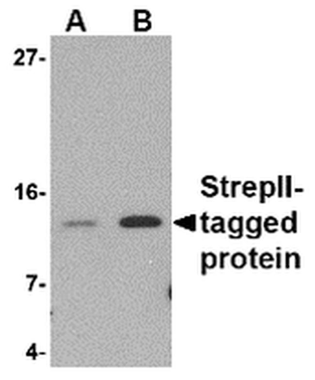 Strep Tag Antibody in Western Blot (WB)